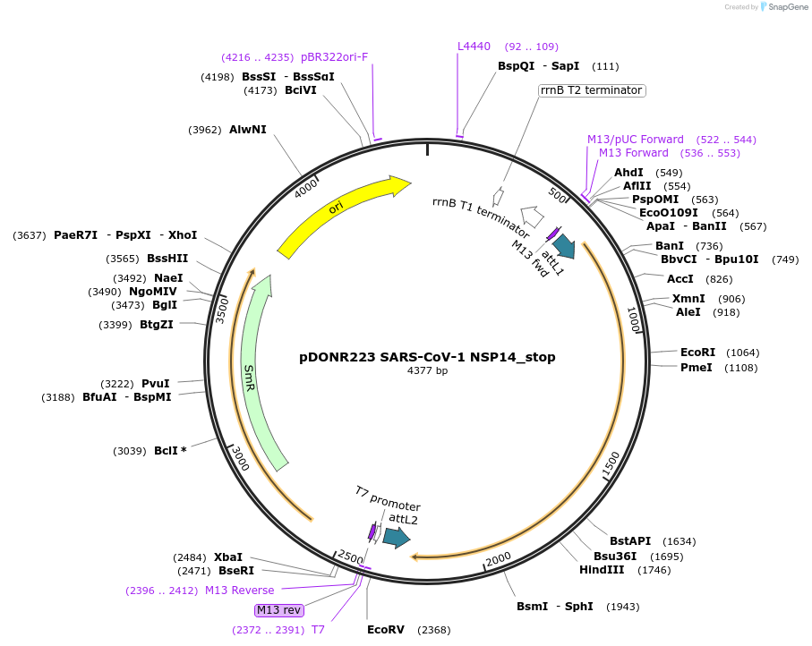 168555-plasmid-map-sequence-id-424710