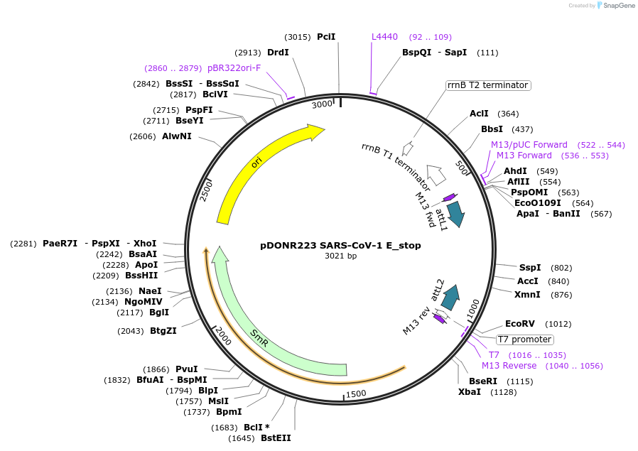 168561-plasmid-map-sequence-id-424712
