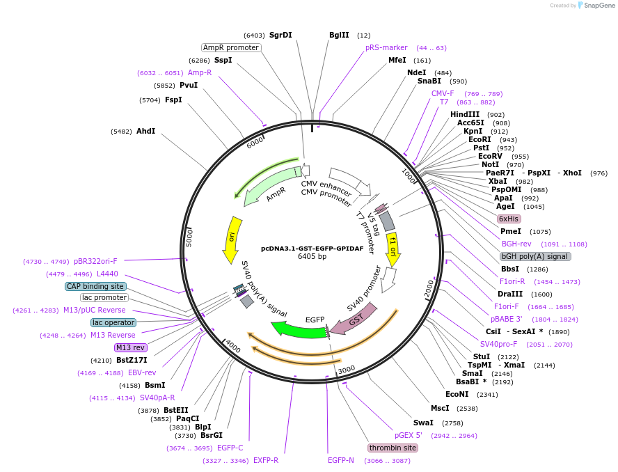 213722-plasmid-map-sequence-id-424716
