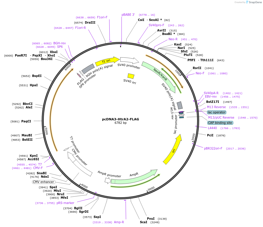 15938-plasmid-map-sequence-id-424719