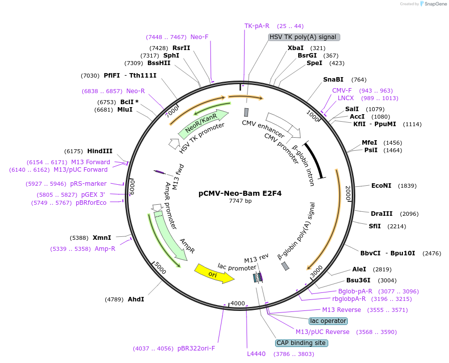 37966-plasmid-map-sequence-id-424725