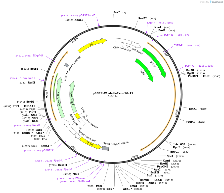 209564-plasmid-map-sequence-id-424734