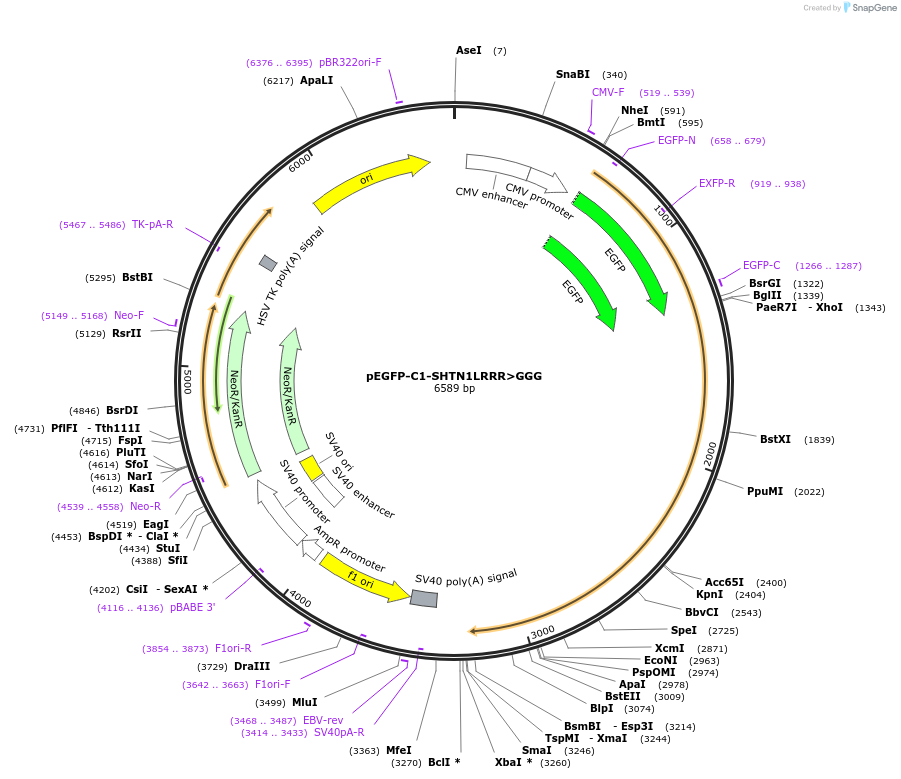 209562-plasmid-map-sequence-id-424735