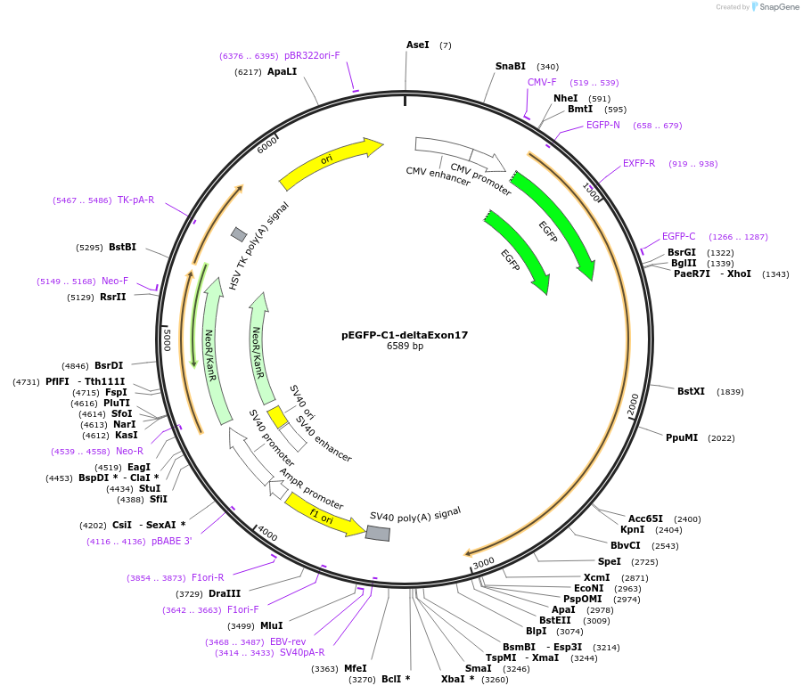 209563-plasmid-map-sequence-id-424736