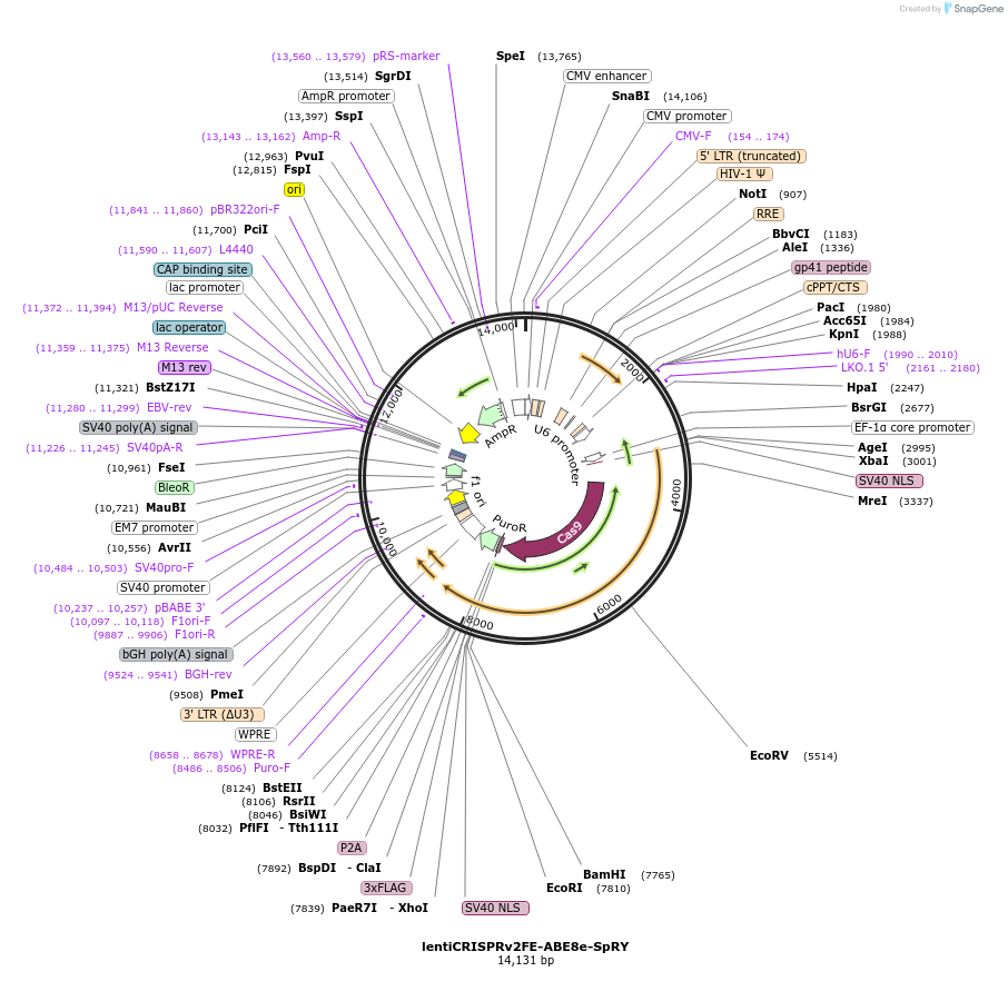 213008-plasmid-map-sequence-id-424737