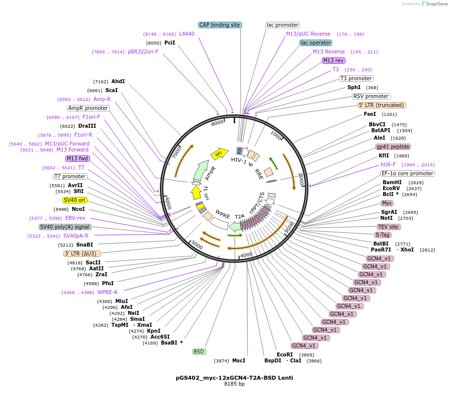 211887-plasmid-map-sequence-id-424749