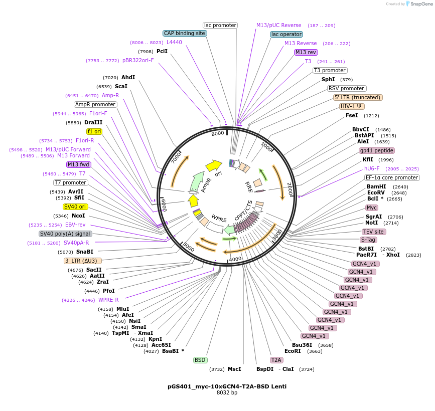 211886-plasmid-map-sequence-id-424750