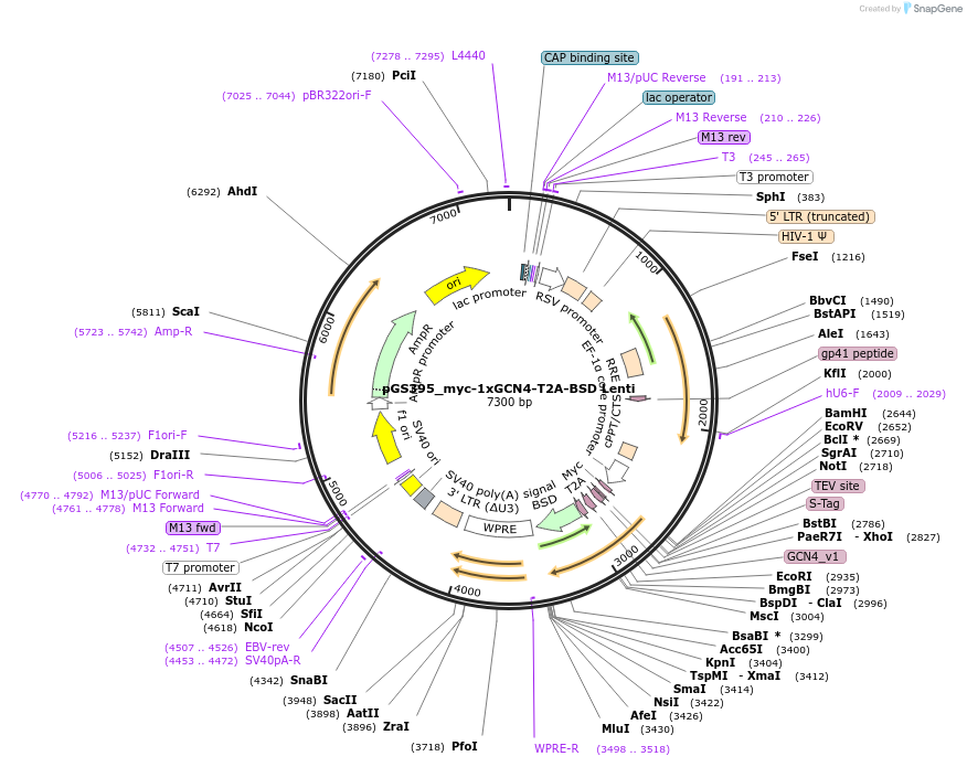 211880-plasmid-map-sequence-id-424752