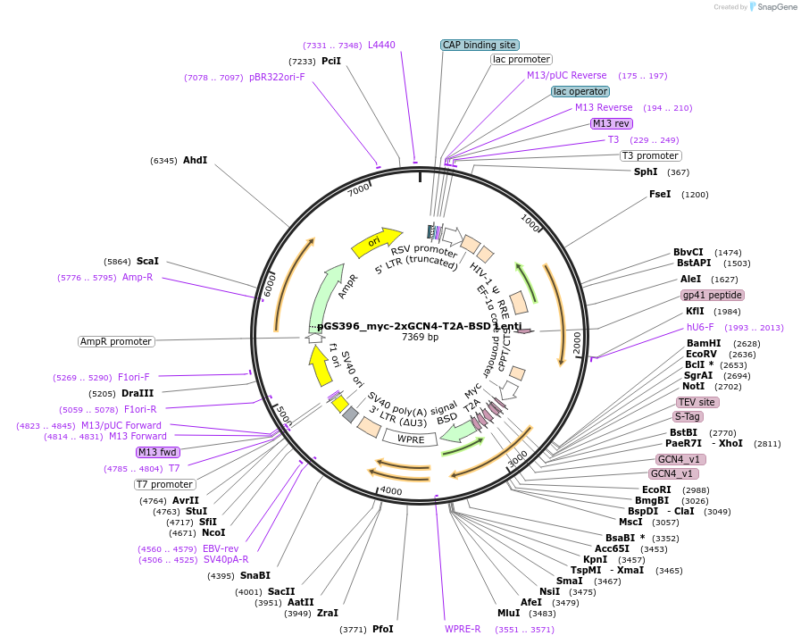 211881-plasmid-map-sequence-id-424753