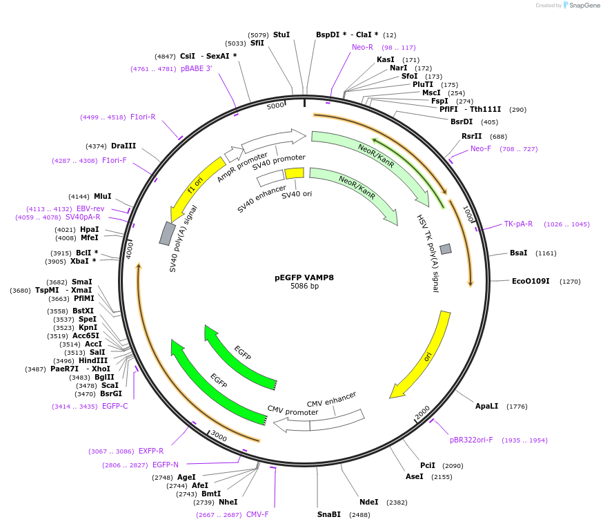 42311-plasmid-map-sequence-id-424762