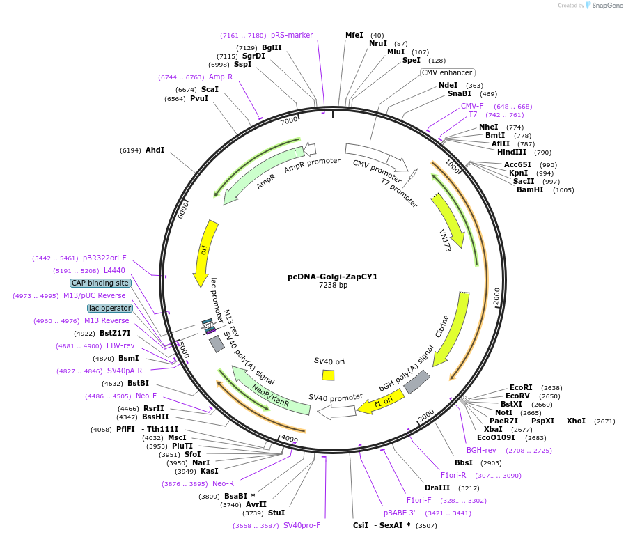 36322-plasmid-map-sequence-id-424763