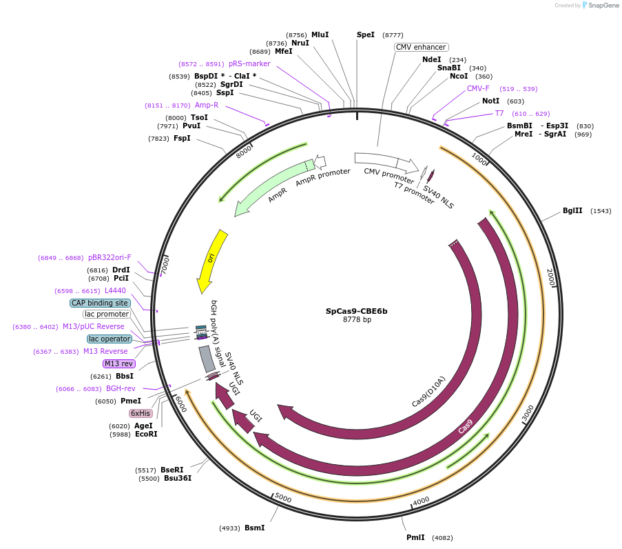 215820-plasmid-map-sequence-id-424802
