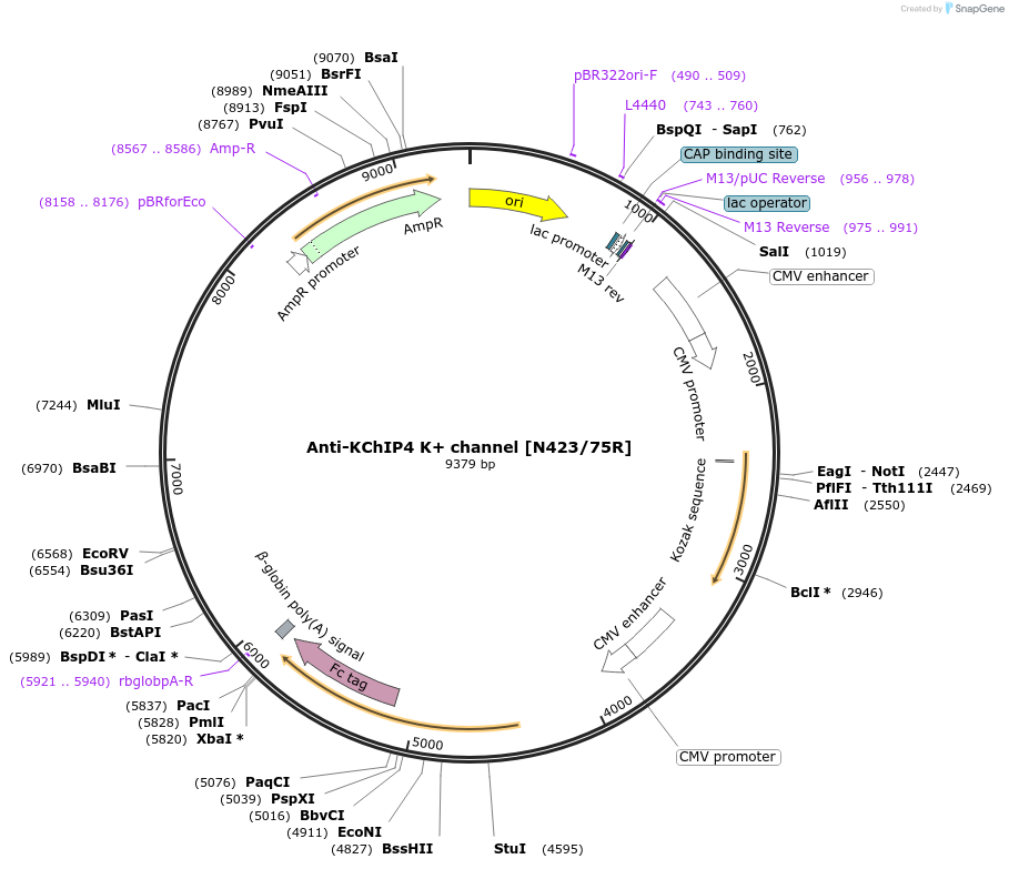 188200-plasmid-map-sequence-id-424809