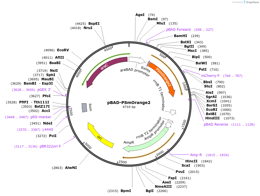 34957-plasmid-map-sequence-id-42481