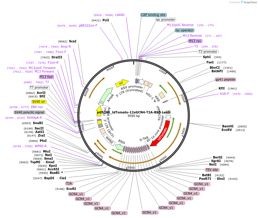 211876-plasmid-map-sequence-id-424816