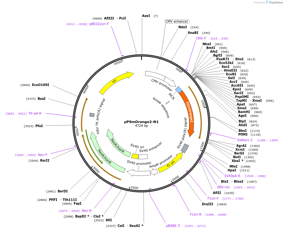 34958-plasmid-map-sequence-id-42482