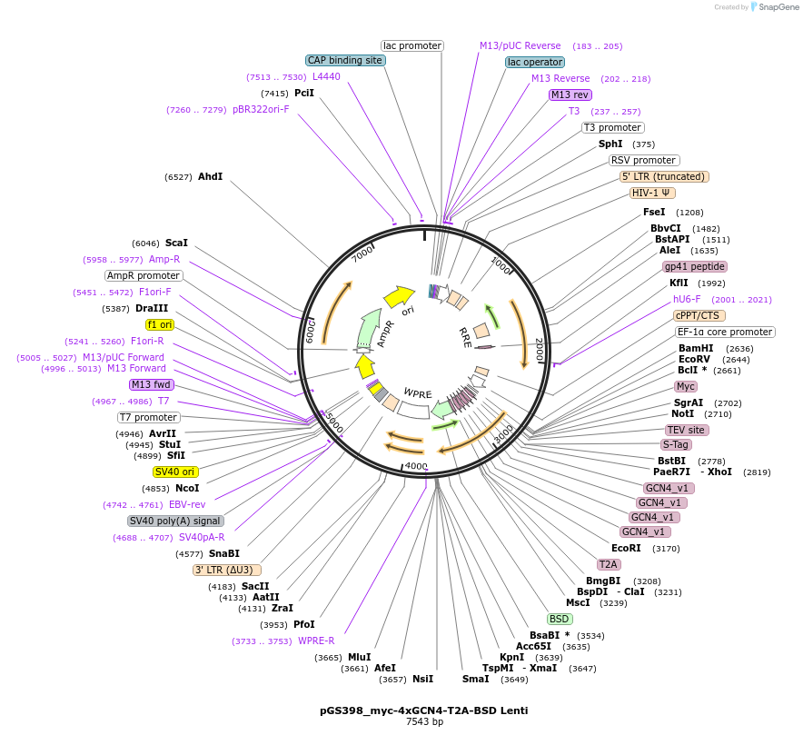 211883-plasmid-map-sequence-id-424828
