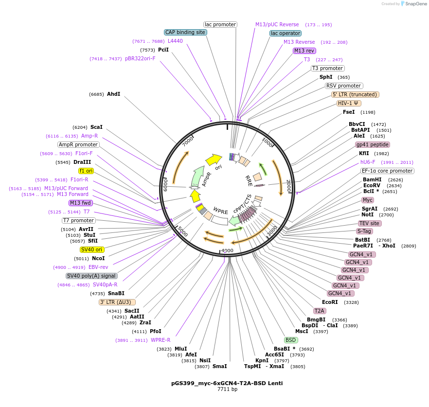 211884-plasmid-map-sequence-id-424829