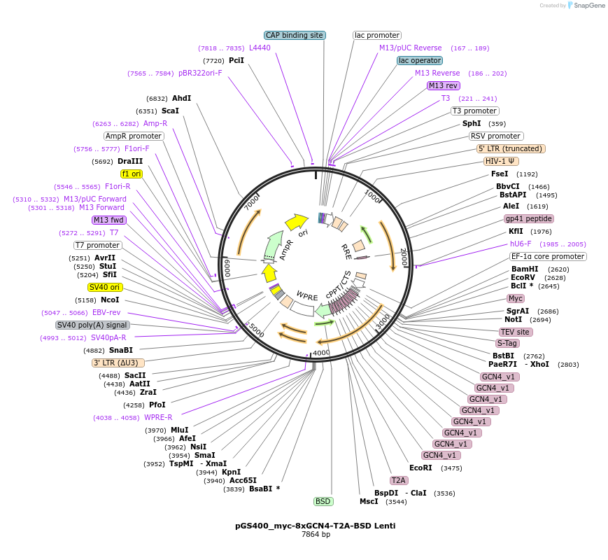 211885-plasmid-map-sequence-id-424830