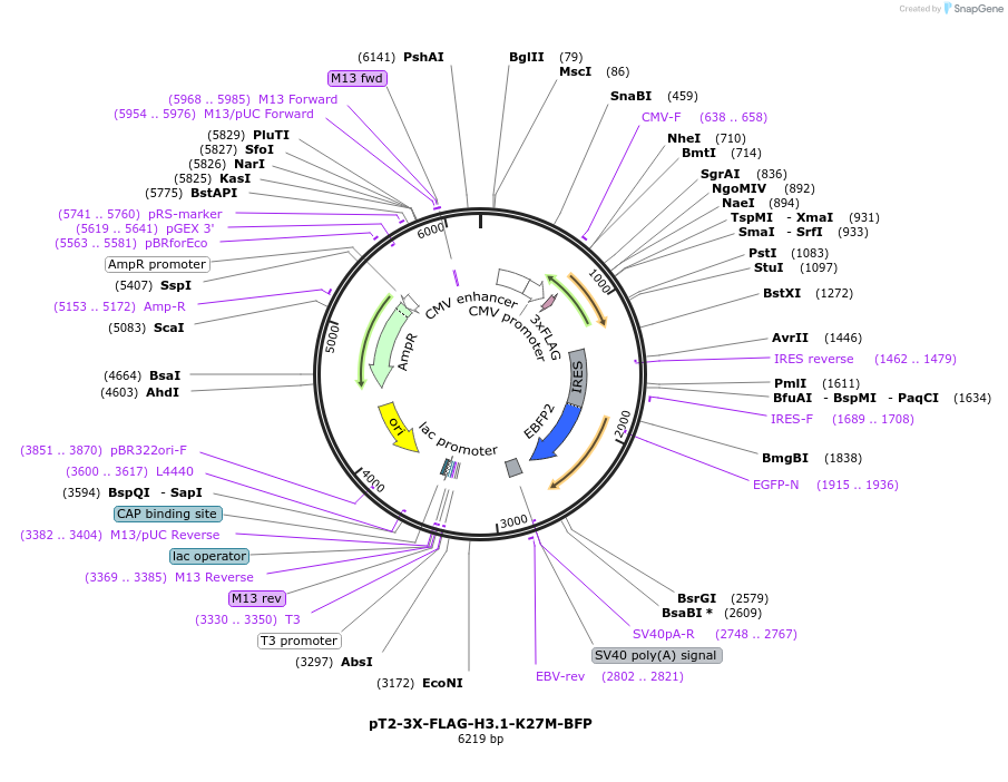 209439-plasmid-map-sequence-id-424832