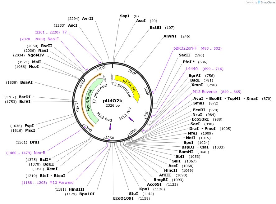 210235-plasmid-map-sequence-id-424836