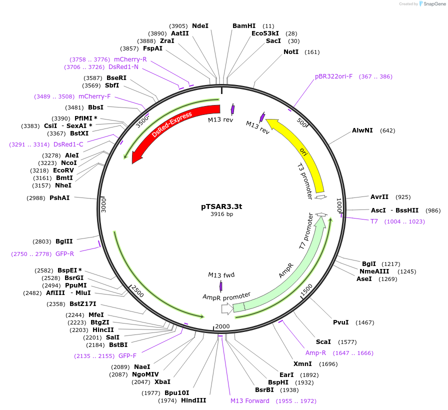 210255-plasmid-map-sequence-id-424838