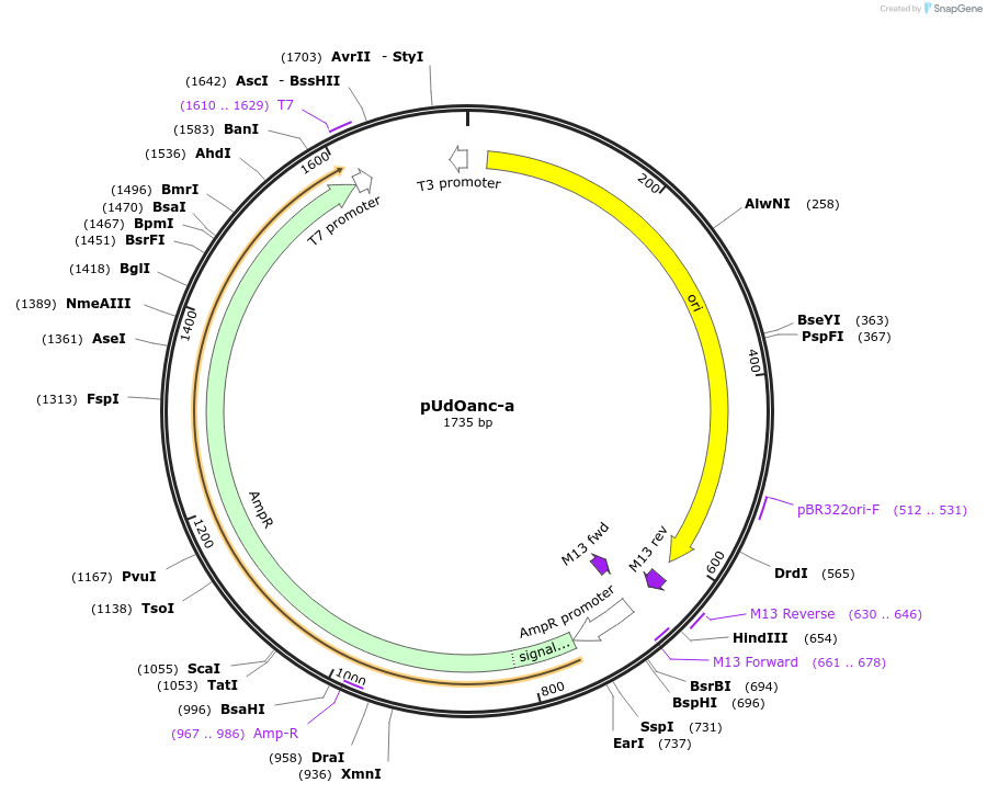 210320-plasmid-map-sequence-id-424839
