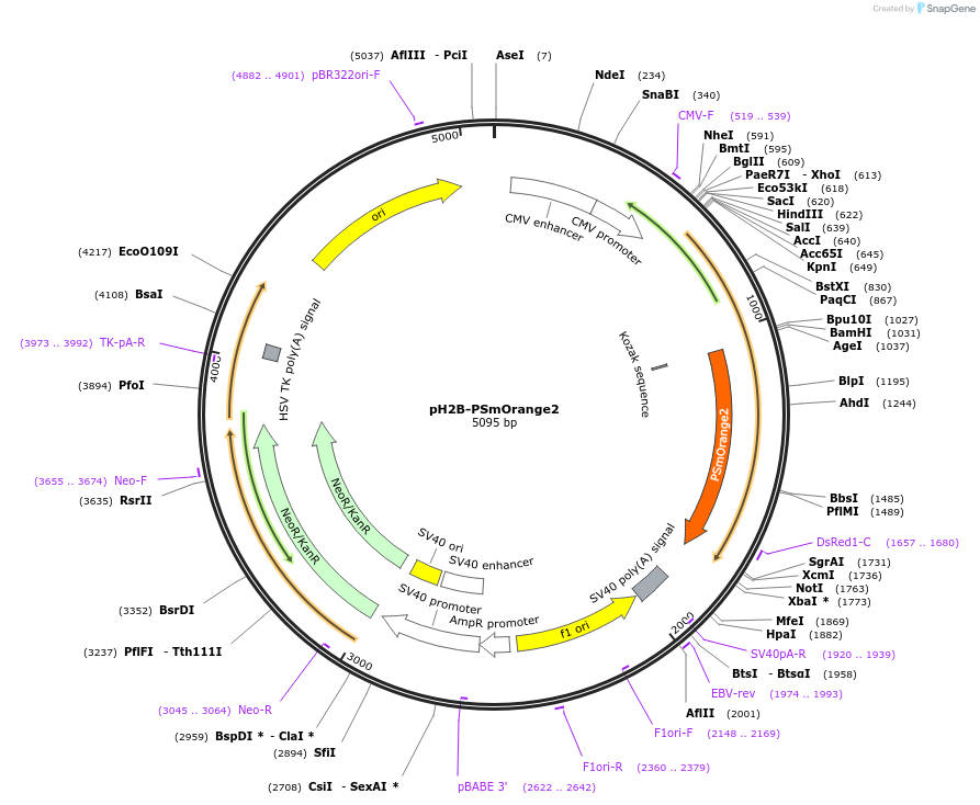 34960-plasmid-map-sequence-id-42487