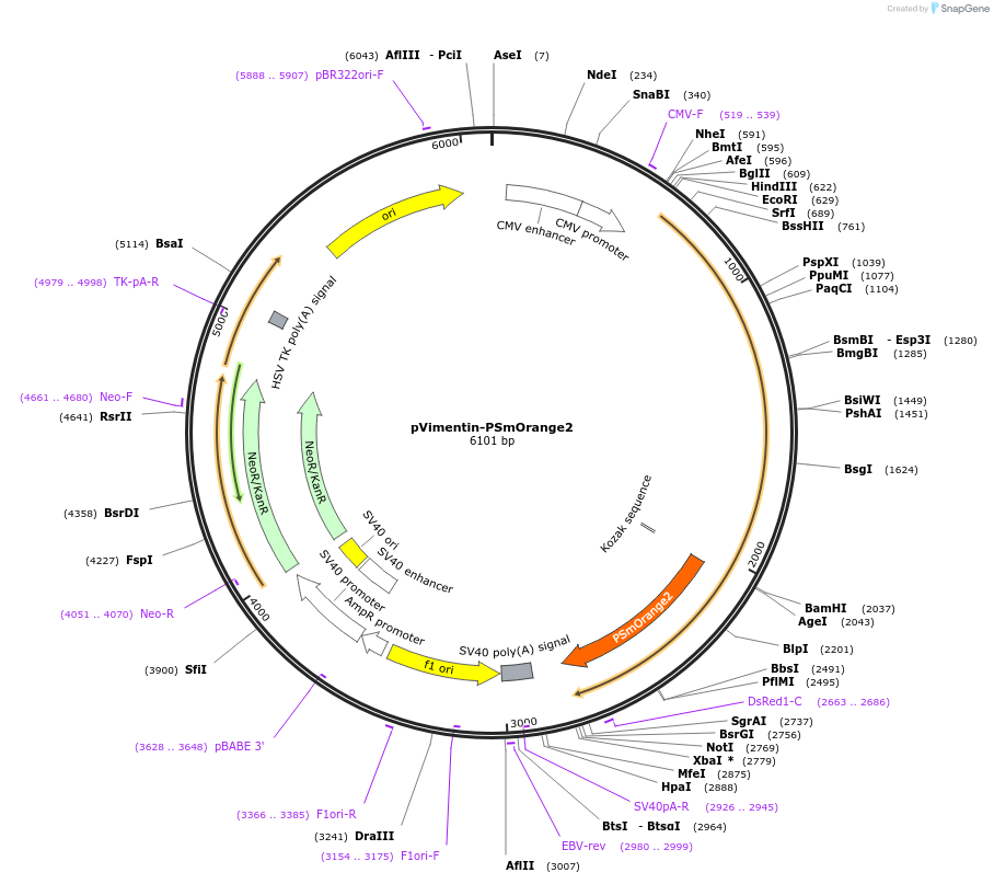 34961-plasmid-map-sequence-id-42488