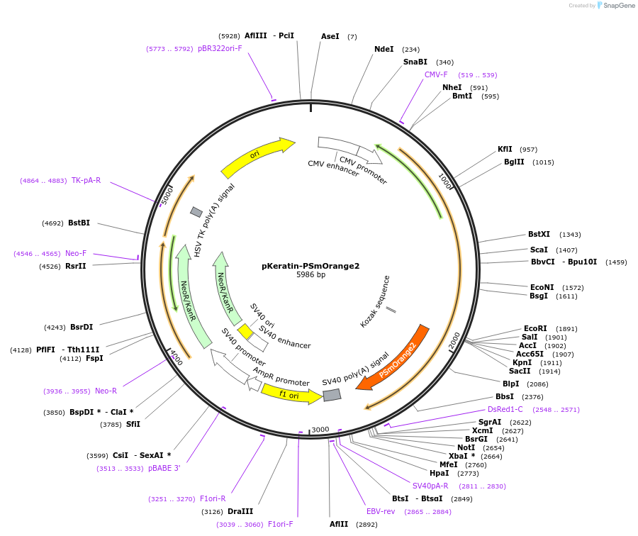 34962-plasmid-map-sequence-id-42489