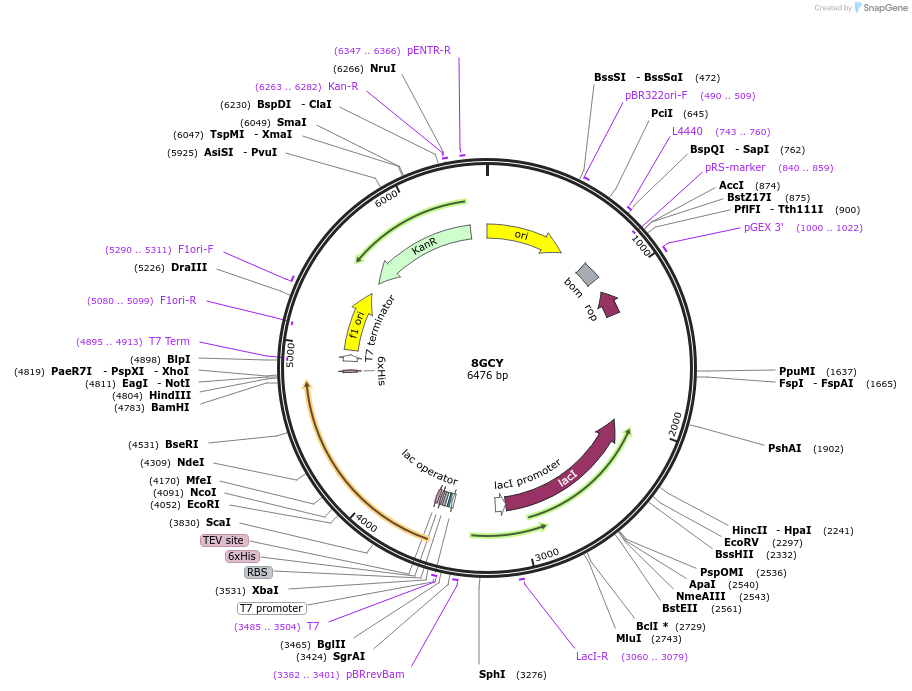 214440-plasmid-map-sequence-id-424893