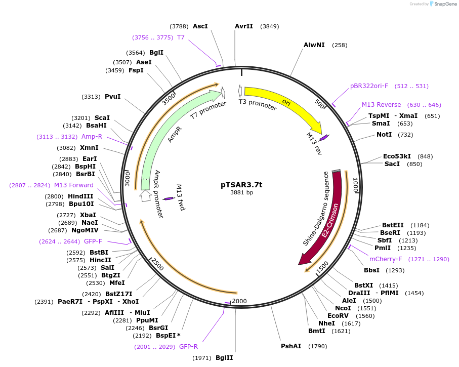 210259-plasmid-map-sequence-id-424903