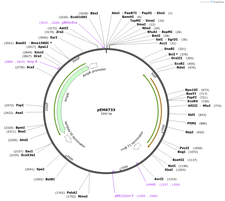 213992-plasmid-map-sequence-id-424904