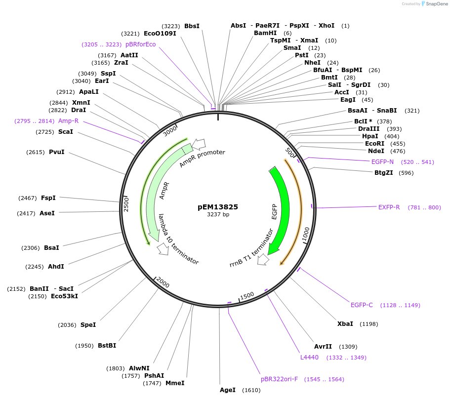 214000-plasmid-map-sequence-id-424906