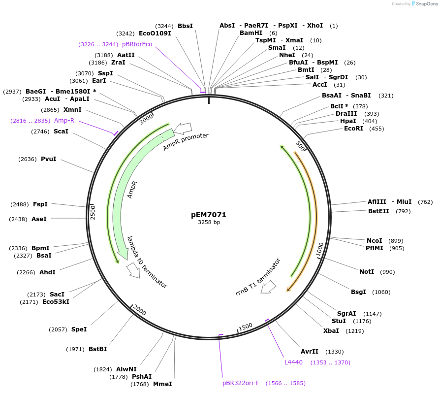 214009-plasmid-map-sequence-id-424907