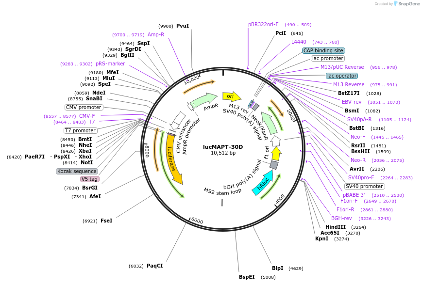 214672-plasmid-map-sequence-id-424908