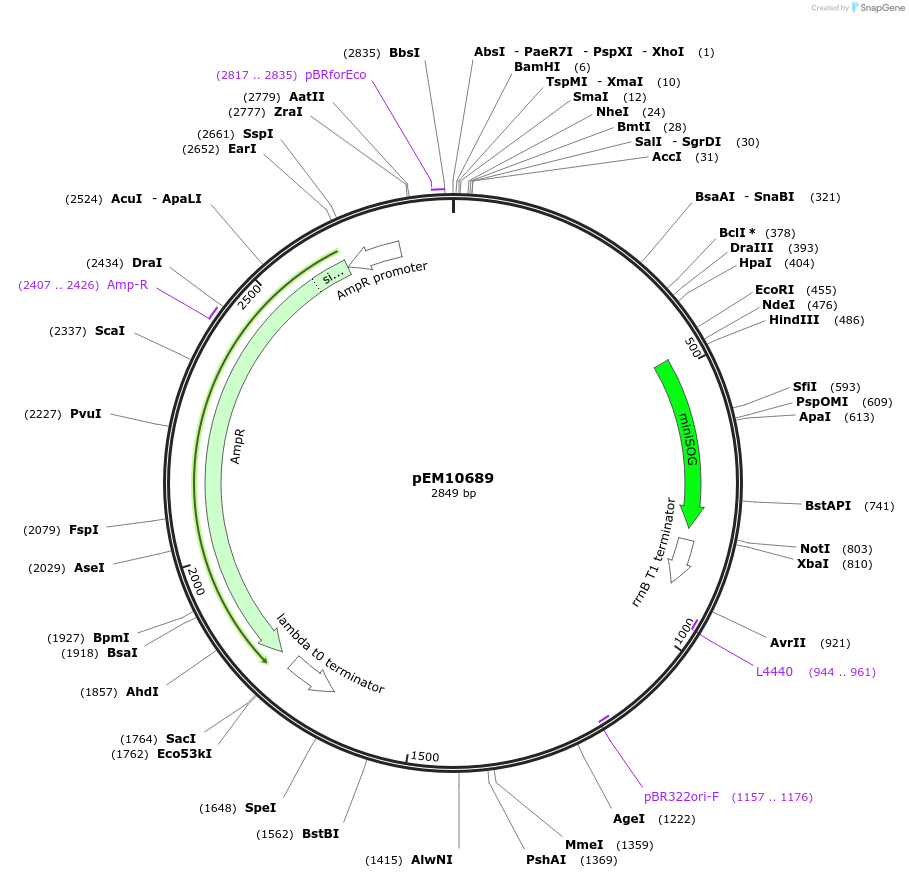 213998-plasmid-map-sequence-id-424909