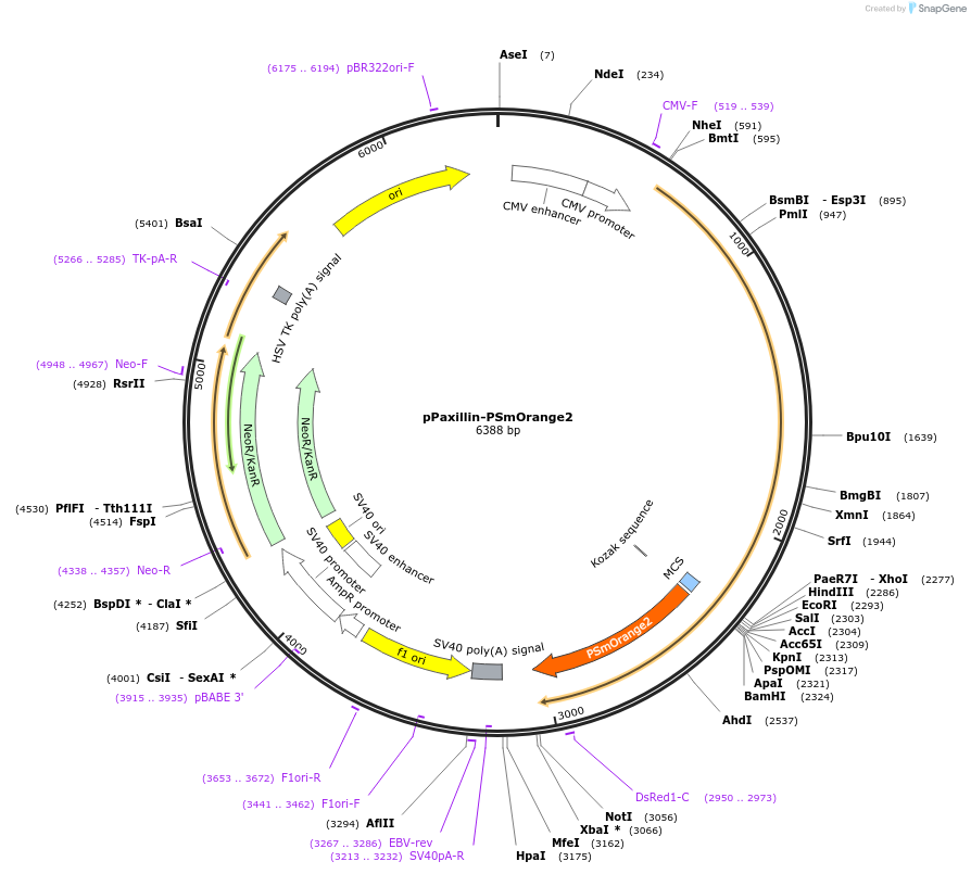 34964-plasmid-map-sequence-id-42491
