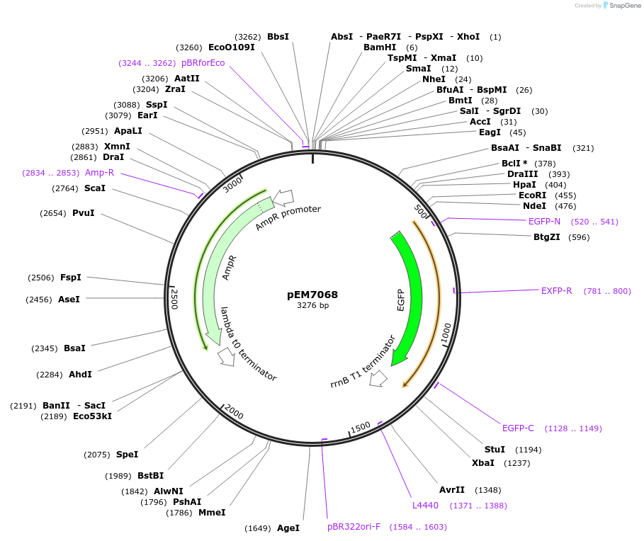 214006-plasmid-map-sequence-id-424911