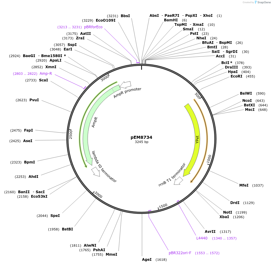 213993-plasmid-map-sequence-id-424915