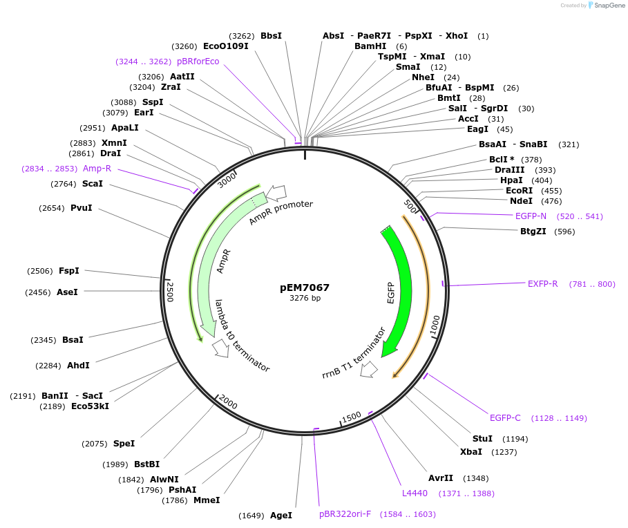 214005-plasmid-map-sequence-id-424917