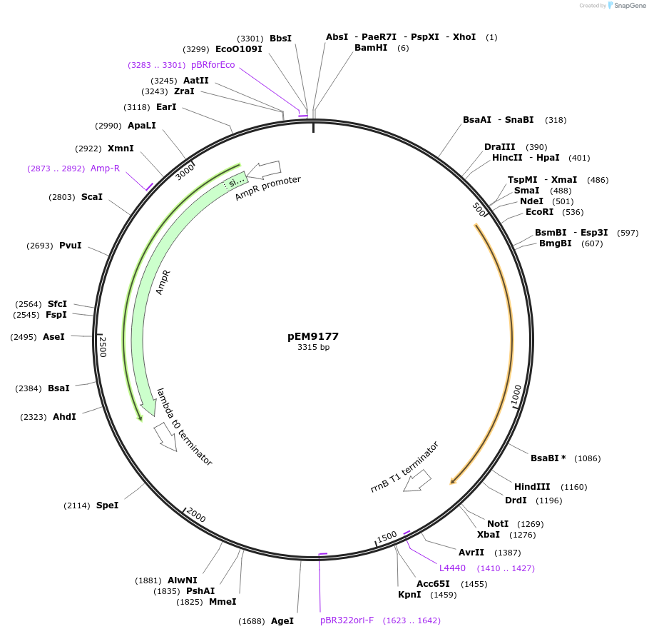213994-plasmid-map-sequence-id-424920