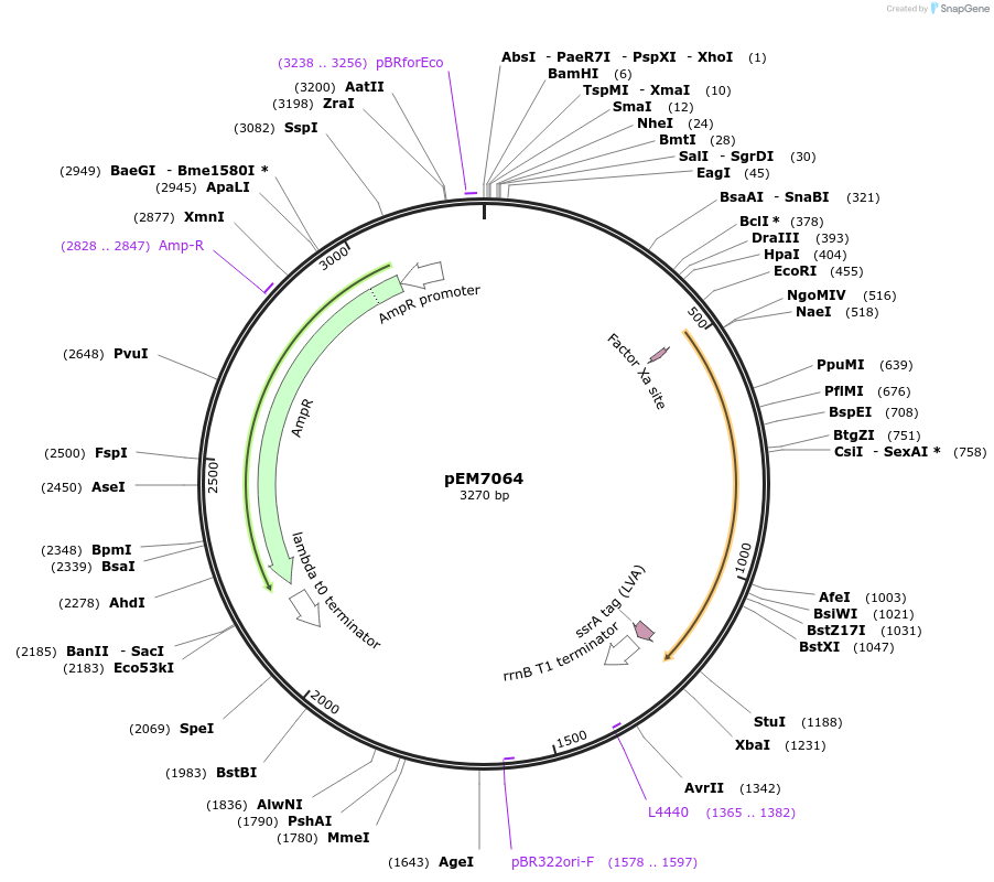 214002-plasmid-map-sequence-id-424922
