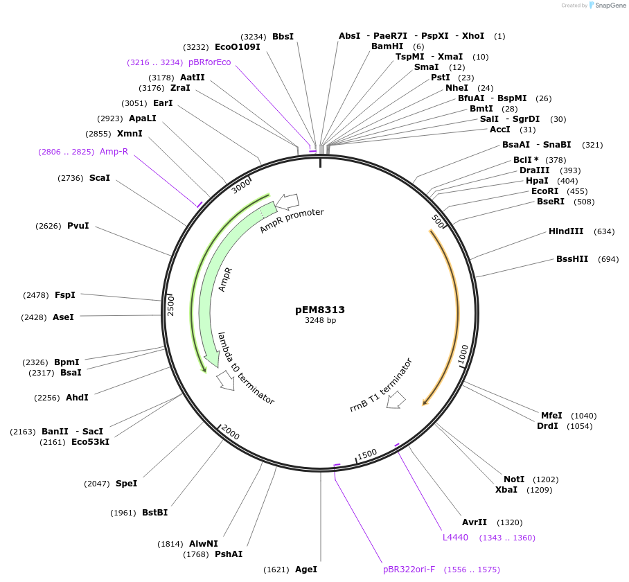 213986-plasmid-map-sequence-id-424923