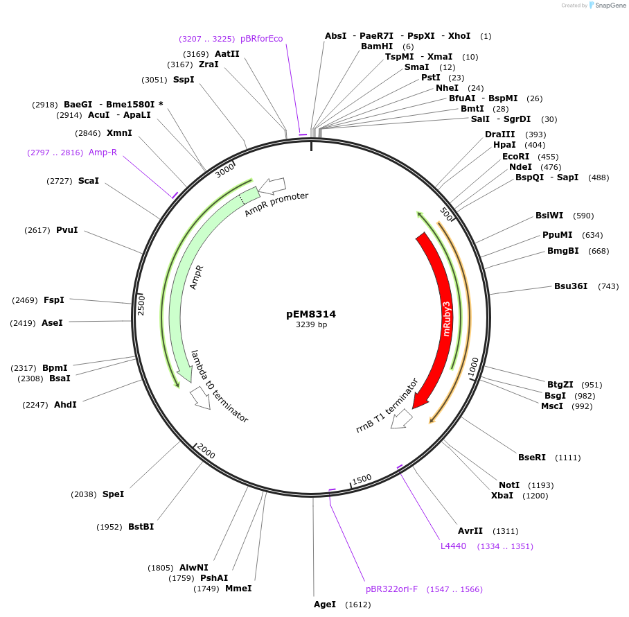 213987-plasmid-map-sequence-id-424928