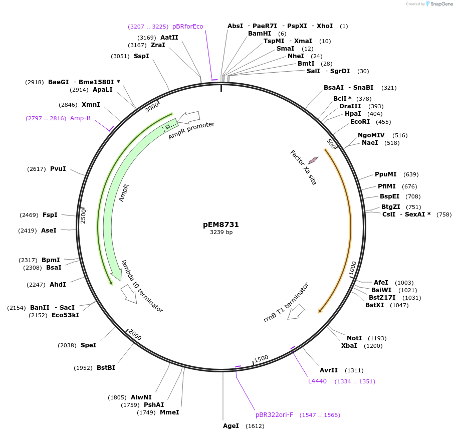 213991-plasmid-map-sequence-id-424930