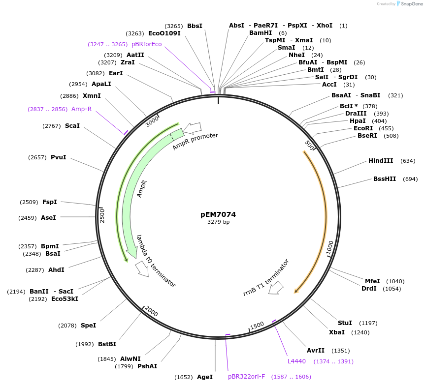214012-plasmid-map-sequence-id-424936