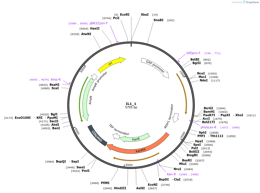 207623-plasmid-map-sequence-id-424938