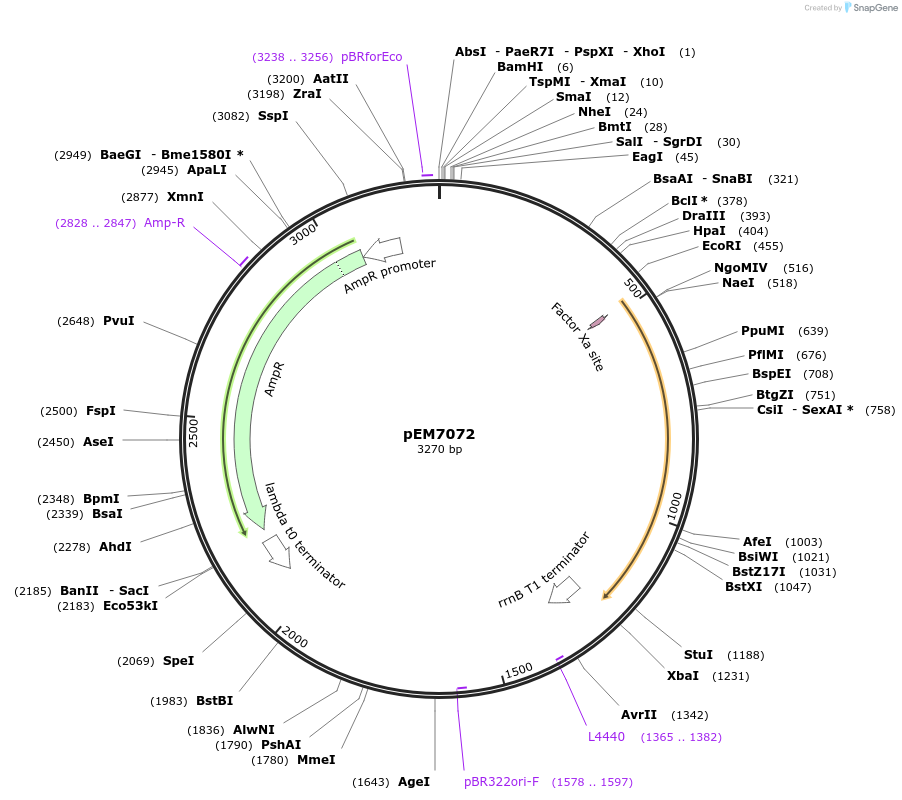 214010-plasmid-map-sequence-id-424939