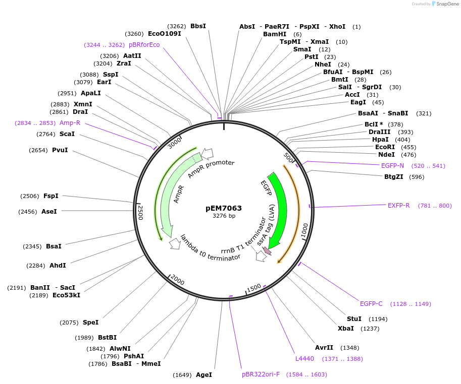 214001-plasmid-map-sequence-id-424944